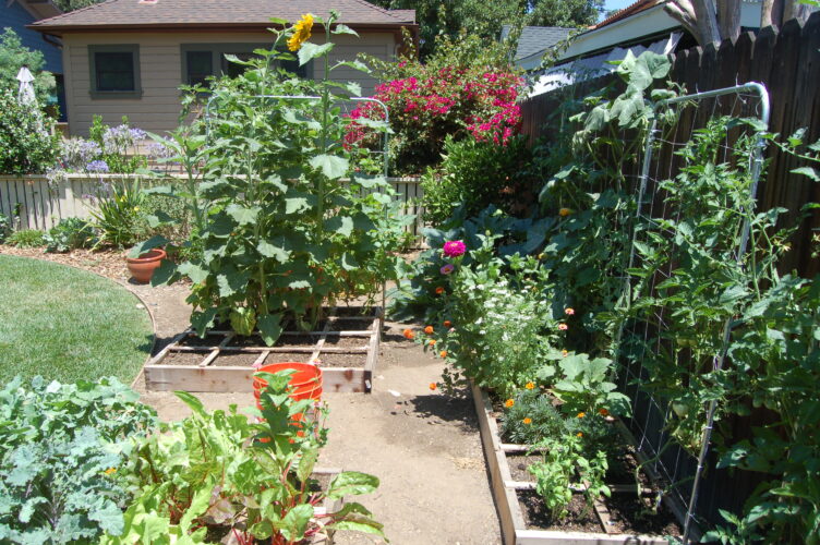 Companion Planting for Vegetable Gardens